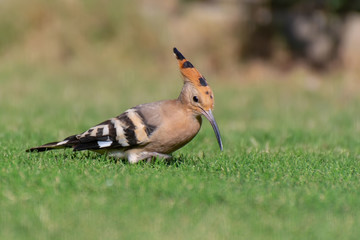 Cute hoopoe bird sitting on the grass