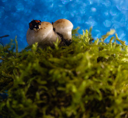 macro photo of a ladybug sitting in the rain on a white mushroom
