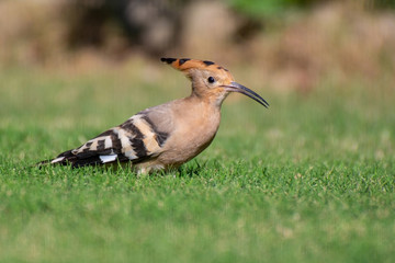 Hoopoe bird on the grass