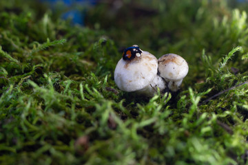 macro photo of a ladybug sitting in the rain on a white mushroom