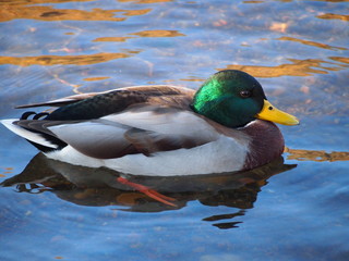 Сlose up of a beautiful duck mallard swimming on a clean river.