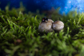 macro photo of a ladybug sitting in the rain on a white mushroom