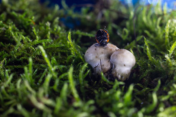 closeup of two ladybugs getting acquainted