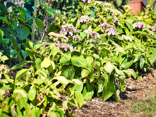 Disease of flower hydrangea hortensia due to lack of water and pollution.