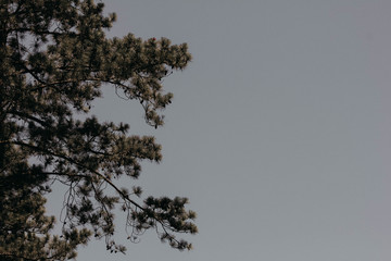 abstract silhouette of a tree