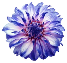Kussenhoes dahlia flower white-blue. Flower isolated on a white background. No shadows with clipping path. Close-up. Nature. © nadezhda F