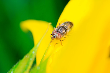 Eristalis arvorum on plant