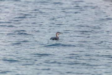 Red-throated loon (Gavia stellata)