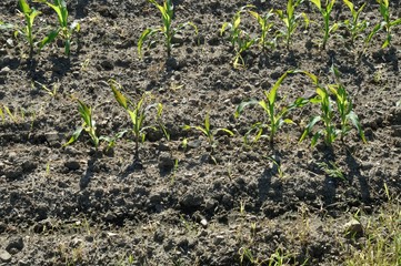 Corn  field in  Spring
