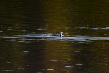 Red-throated loon (Gavia stellata)