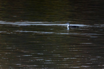 Red-throated loon (Gavia stellata)