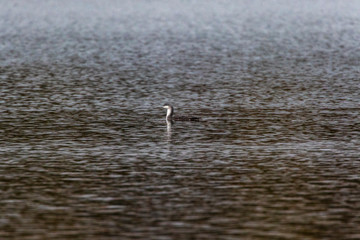 Red-throated loon (Gavia stellata)