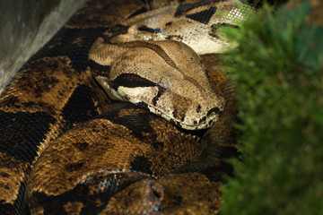 Close up head boa constrictor snake