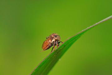 Naklejka premium Membracidae insects