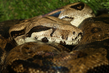 Close up head boa constrictor snake