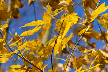 Gelbe Blätter im Herbst vor blauem Himmel