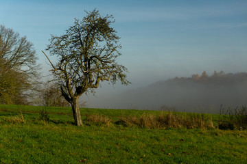 Obraz premium Vor dem Nebel ein kahler Baum in der Sonne