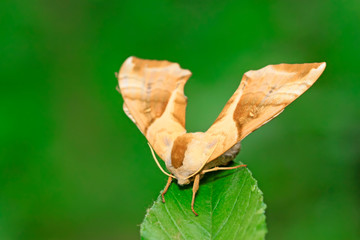 Bean hawkmoth on green leaf in the wild