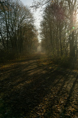 Fußweg im Herbst mit Laub, Licht und Schatten