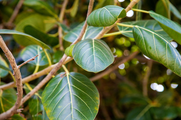 background of green leaves on the branches of bushes