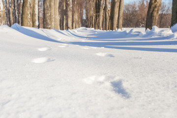 Footprints on a winter track
