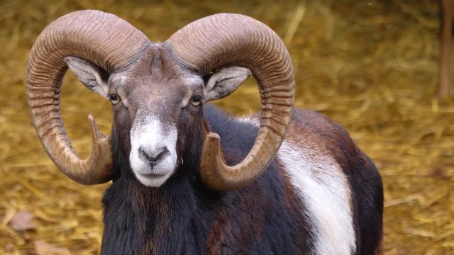 Close up of Mouflon, ram head looking into the camera than turning away on sunny day in Autumn