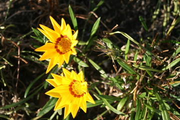 yellow flowers on green background of grass