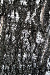 Obraz premium tree in the forest