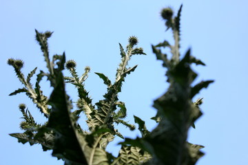 green leaves against blue sky