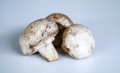 Champignon mushrooms or Agaricus bisporus (jamur kancing) on white background.