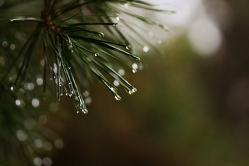 Naklejka na ściany i meble Dew droplets on a pine tree in Ontario, Canada. Morning dew in October.