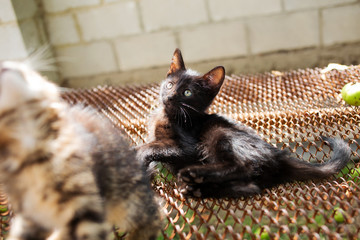 Playful little Kitten in a sunny day  playing outdoor looking happy. Little kitten playing outdoor. Happy pet concept.