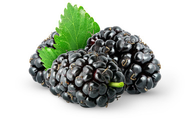 Isolated berries. Three fresh mulberry fruits with leaves isolated on white background, with clipping path