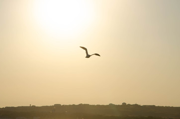 birds in flight