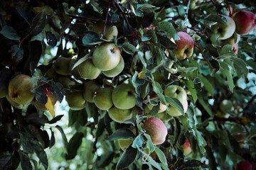 Apples on tree