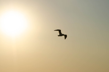 bird in flight