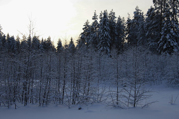 Russia.Karelia.The sun sets behind the forest.December.2019.
