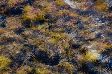 autumn leaves in water