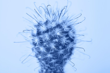 Macro photo of cactus and spines on blue background. Colored in classic blue. Color of 2020