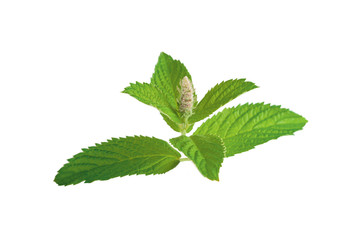 Naklejka na ściany i meble Fresh mint sprig with flower. Mint with tender green leaves