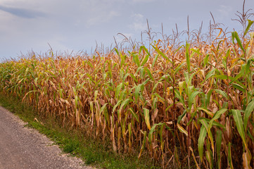 Maisfeld verdorrt aufgrund von Wassermangel
