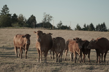 Fototapeta premium Cow Cattle in Farmlands Southern France 2