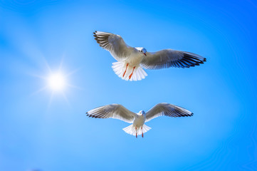 Seagulls flying in a blue sky against a bright sun