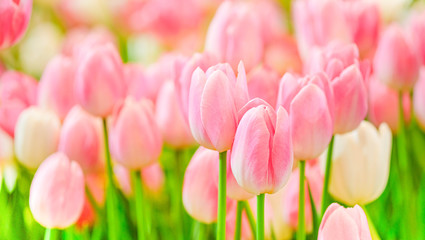 The beautiful tulip flowers in the garden using as the nature background and spring season wallpaper concept. - obrazy, fototapety, plakaty