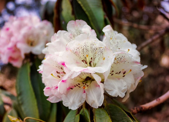 Blooming  rhododendron in forest. Langtang National Park. Nepal. Asia
