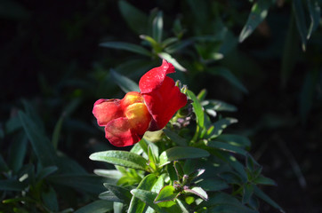 Beautiful Natural Fresh Flower in Garden.