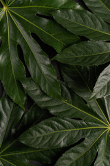 The green leaves of the tropical plant close up. View from above