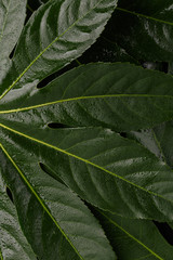 The green leaves of the tropical plant close up. View from above