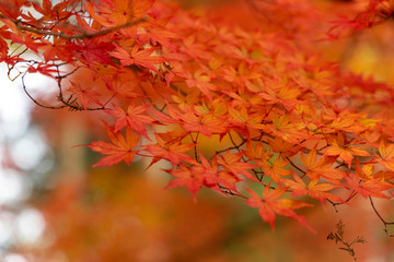 中央公園の紅葉#1