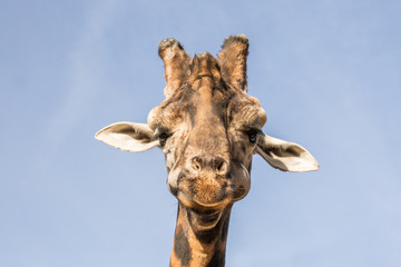 Giraffe head picture, front view